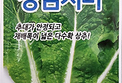 청심치마 청상추 씨앗종자: 추대가 늦어 재배 폭이 넓고 오래 수확 가능