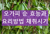 오가피순 특징과 채취시기 가시오가피 순 무침 먹는방법 및 효능 썸네일