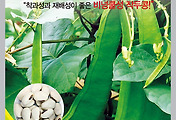 흰작두콩(비넝쿨) 씨앗종자: 착과성과 재배성이 뛰어난 곧은 작두콩