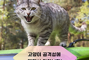 반려동물 6