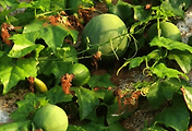 article_related_rep_thumbnail_link