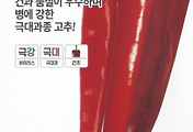 거대박 고추 씨앗종자, 건고추 품질의 최상급을 경험하다!