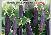 퍼플피 씨앗종자: 영양 가득한 완두콩