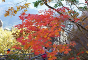 cover_item_thumbnail6