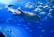related list thumbnail