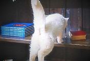 cover_item_thumbnail