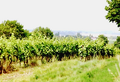 도멘 쎄아이유(Domaine Séailles), 테나레즈의 소규모 유기농 아르마냑 생산자 썸네일