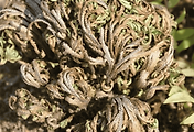 article_related_rep_thumbnail_link