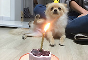 우리 라떼 생일 축하해 - 반려견 생일&케익