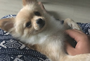 애교쟁이 울집 댕댕이, 라떼 - 똑바로안긁냐