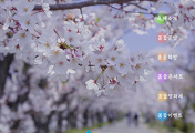 조치원 벚꽃 축제 회원가입 하기(조치원 봄꽃축제 홈페이지 회원가입 방법)