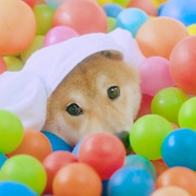 걸스타 파헤치기