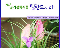 손쉽게 꾸미는 집안의 공기청정기 틸란드시아