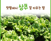 텃밭에서 상추 잘 키우는 방법