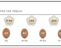 계란에 적힌 숫자의 비밀 및 살충제계란 실시간 정보 확인하기