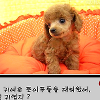 와플래시 게임 아카이브