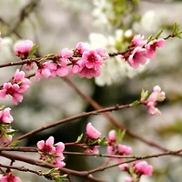 가다실 4가 백신 맞아야 하는 이유와 접종 권장 대상