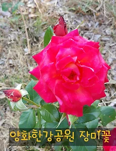 양화한강공원에 장미꽃이 활짝, 장미꽃 꽃말 알아보아요