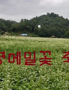 [평창여행]평창 봉평메밀꽃축제 (효석문화제) 개최 안내
