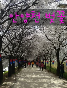 안양천 벚꽃 구경하며 안양천 산책(4월4일 벚꽃개화현황)