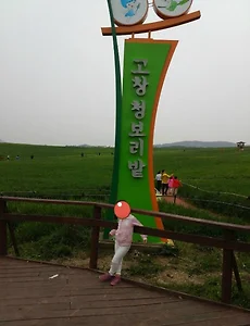 고창 청보리밭축제