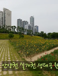 안양천 실개천생태공원 여름꽃(해바라기, 양귀비, 금계국. 수레국화)