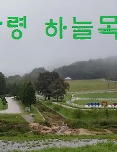 비오는 날 하늘과 초원이 마주하는 '대관령 하늘목장' 방문기