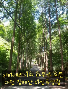 [대전여행] 장태산 자연휴양림, 메타세콰어길이 예쁜 휴양림