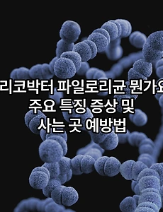 헬리코박터 파일로리균 뭔가요? 주요 특징 증상 및 사는 곳 예방법