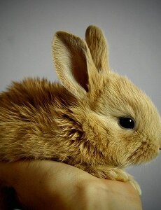 썸네일-일본의 특이한 재테크, 토끼 키우기