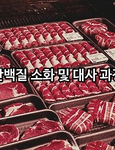 단백질 소화 흡수 대사 과정 - 단백질 많이 섭취 시 필독