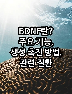 BDNF란? - 주요 기능, 생성 촉진 방법, 관련 질환