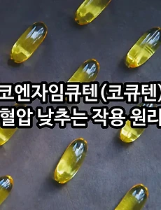 코엔자임큐텐 고혈압 어떤 연관성 있나? (코큐텐이 혈압을 낮추는 작용 원리는?)