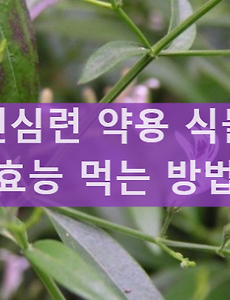 천심련의 효능과 부작용 바로 알아보기. 분말과 추출물 먹는 방법 썸네일