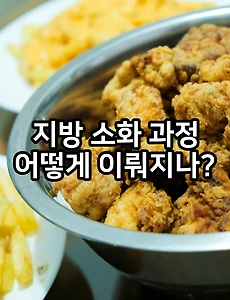 지방 소화 과정 - 간 담낭 췌장 이 과정에서 하는 일