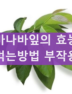 바나바잎 효능? 바나바 잎 먹는법 부작용 혈당 당뇨 효과 꼼꼼히 알아보기 썸네일