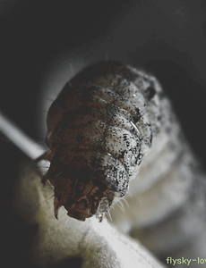 article_rep_thumbnail_raw_url