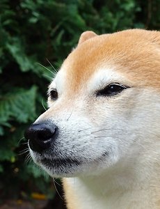 '도지코인시세' 태그의 글 목록