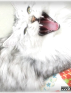 고양이의 발정 _ 헤라의 발정 썸네일