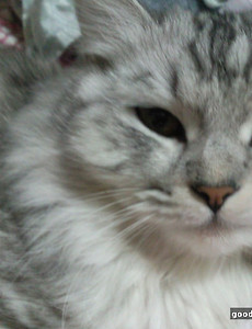 우리집 발정냥이. 헤라... 썸네일