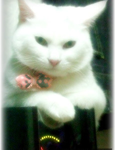 애완동물 VS 반려동물 썸네일