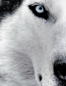 크리스마스 100일전 커플만들기 프로젝트 썸네일