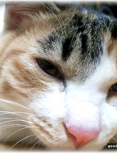 우리집 귀염둥이! 나미 썸네일