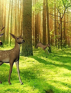 나무와 숲은 자연이 인간에게 내린 선물 - 이제는 웰빙이다. 썸네일