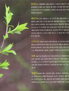 증산도 태을주 도공 수행 - 크론병, 위장병 치유의 은혜(9) 썸네일