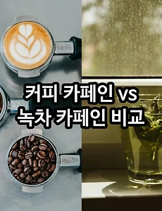 커피 카페인 vs 녹차 카페인 비교 (카페인 흡수 속도 지속 시간 함량 및 건강 상 이점 차이)