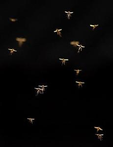 썸네일-모기나 날파리, 나방 등 벌레들은 왜 빛에 반응할까?