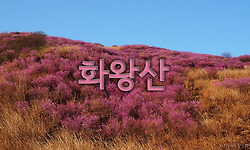 비와 추위에 얼음꽃이 되어 버린 화왕산 진달래