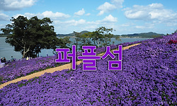 신안 퍼플섬에서 보라로 물들다.