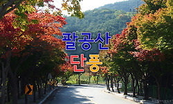 팔공산 단풍 드라이브스루와 동화사의 가을 풍경
